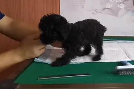 三个月的小体黑泰迪有多大，怎样区分泰迪的体型视频封面