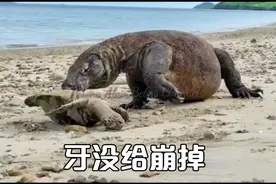 三嫂直播吃海龟，牙差点给崩掉，笑死了视频封面