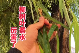 “柳树叶煮水”作用厉害了，柳叶2个神奇妙用，解决不少家庭困扰视频封面