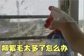柳絮毛多的窗户不透风怎么办？宝妈用水壶一喷瞬间事半功倍好方法