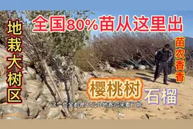 山东最大果树苗集散地，全国80％的苗木从这里发出，看一手价多少视频封面