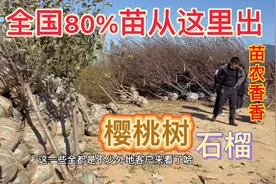 山东最大果树苗集散地，全国80％的苗木从这里发出，看一手价多少视频封面