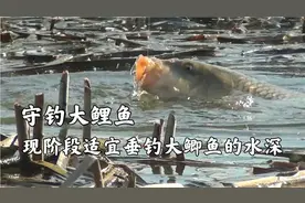 野钓大鲤鱼，适合现阶段野钓大鲫大鲤鱼水深，冬晴不宜钓深视频封面