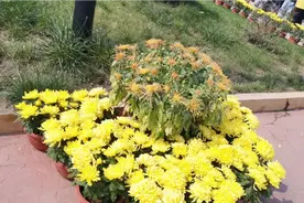 国庆节假期：逛海上明珠乐园，金秋赏菊，祝愿祖国更加繁荣昌盛视频封面
