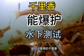都说加了千里香能爆护，水下实测千里香香料诱鱼留鱼效果视频封面