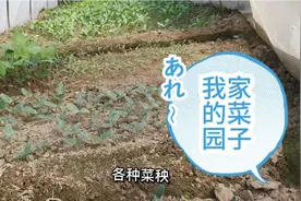 阳春三月，春暖花开，菜园子里种上各种蔬菜，农村生活真是惬意。视频封面