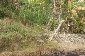 割草喂鱼视频封面