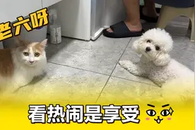 有些事情自己做是受罪，看别人做是享受，一幅看热闹不嫌事大的样视频封面