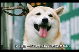 周公解梦之梦见狐狸视频封面
