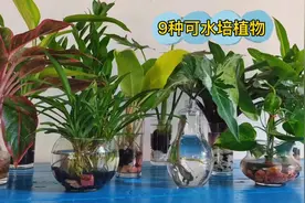 9种水培植物，有些是很常见的，有些可能你不熟悉，看你养过哪些视频封面