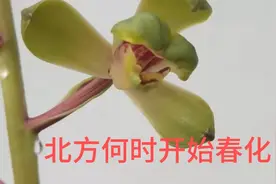 北方养护春蕙兰什么开始春化，比较适应北方的气候，视频分享经验视频封面