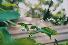手机拍摄vlog:北京海拔最高的地方，美得不像北京视频封面