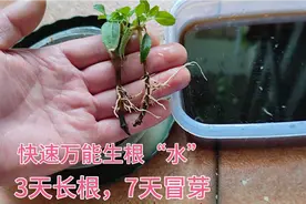 制作快速“生根水”，3天长根，7天冒芽，扦插啥，啥生根，很管用视频封面