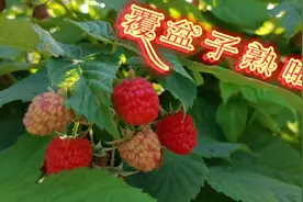老清园子里的覆盆子熟啦，可以采摘了，味道酸酸甜甜，好看又好吃视频封面