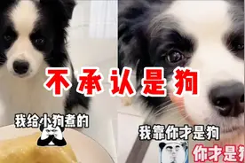 见见：一只不承认是狗的边牧，跟主人斗智斗勇，主人竟然斗败了视频封面