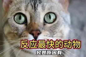 反应最快的动物视频封面