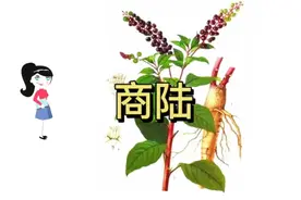 商陆的功效与作用视频封面