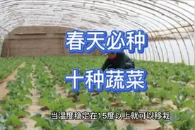 春天十种菜抢先种，三种不怕低温，五种30天就采摘，两种早移栽视频封面