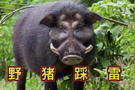 野猪泛滥成灾、猎人绞尽脑汁布下雷区陷阱、爆炸场面的确十分震撼视频封面