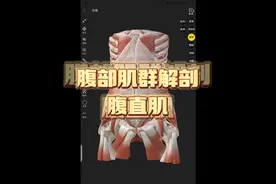 #人体结构 #解剖 #运动 核心肌群，腹肌 腹直肌解剖视频封面