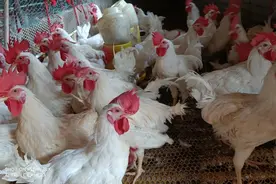 冬季养鸡一味中药，不怕鸡呼噜咳嗽，解毒保健，提高抵抗力视频封面