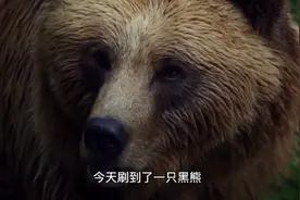 一只可怜的熊被关了二十年放出来不知所措