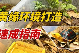 黄缘龟的环境很简单，跟着我一起DIY吧！视频封面