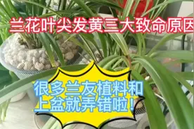 兰花叶尖发黄三大致命原因，很多兰友植料和上盆就弄错啦？视频封面