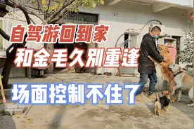 带拉布拉多自驾游东北三个月，回到家和金毛重逢，一人三狗太激动视频封面