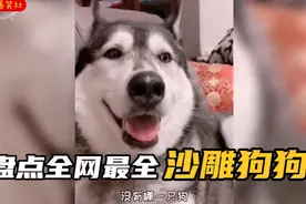 盘点全网狗子和主人搞笑名场面，沙雕狗子各种爆笑瞬间视频封面