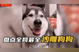 盘点全网狗子和主人搞笑名场面，沙雕狗子各种爆笑瞬间视频封面
