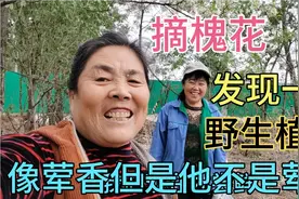 北方槐花正当时，野生植物也登场，像荤香但它不是荤香，是什么呢视频封面