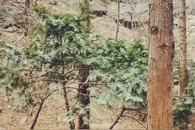 打卡国家植物园，带您游览樱桃沟风景！！视频封面
