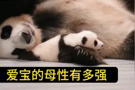 福宝出生爱宝第一时间将其搂入怀中，爷爷都吃惊说像受过训练一样视频封面
