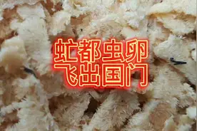 黑水虻虫卵不再是格格――不愁嫁，三年前3元一克，现在5毛一克…