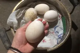这样吃鹅蛋可缓解脱发 ，黑发再生，营养高视频封面