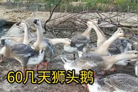 饲料涨了很多，现在农村做养殖业很艰难，而且养狮头鹅是个技术活视频封面