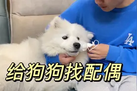 妹妹想给狗狗配种，萨摩耶和哈士奇的孩子，会长什么样子？视频封面