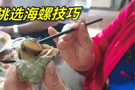 海边人教你如何挑选海螺，不仅分公母还得看肥瘦，保你吃到新鲜！视频封面