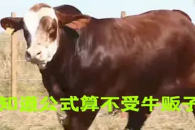 老铁们，今天视频里学会了算牛体重，以后我们再不上牛贩子挡视频封面