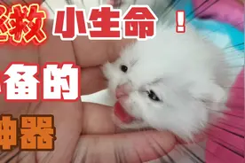 跟大家分享一个救猫神器！能够保住难产免疫力低下的小奶猫生命视频封面