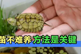 龟苗不难养方法是关键，4分钟教你如何养好小青龟苗