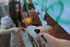 喂喂小羊和羊驼吧～羊驼真的很挑食，它只吃胡萝卜视频封面