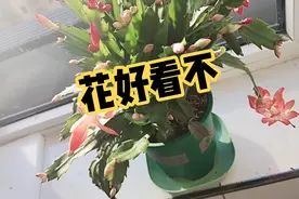 这次这个花还行，买了几天就开花了，还有好几种颜色，越看越喜欢视频封面