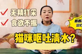 猫咪呕吐清水，无精打采，食欲不振，看看问题出在哪里？视频封面