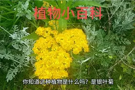 银叶菊的花语是收获，代表生活中会有一定的收获和得到，积极向上视频封面
