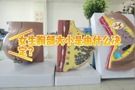 女生胸部大小是由什么决定的？视频封面