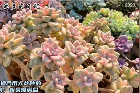特别适合用大盆种的多肉，极易爆满盆，妥妥的视觉盛宴，爱了视频封面