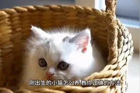 刚出生的小猫怎么养 ，教你正确方法，六个步骤教会你视频封面