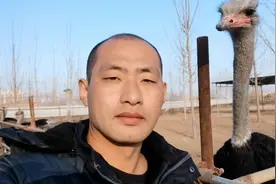 鸵鸟冬天会产蛋吗？听小伙怎么说，腊月就有产蛋的了视频封面